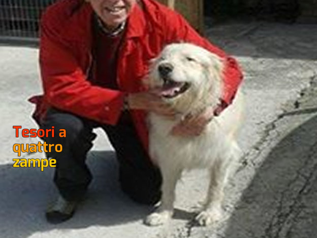 cane_fox_sanitario_adf