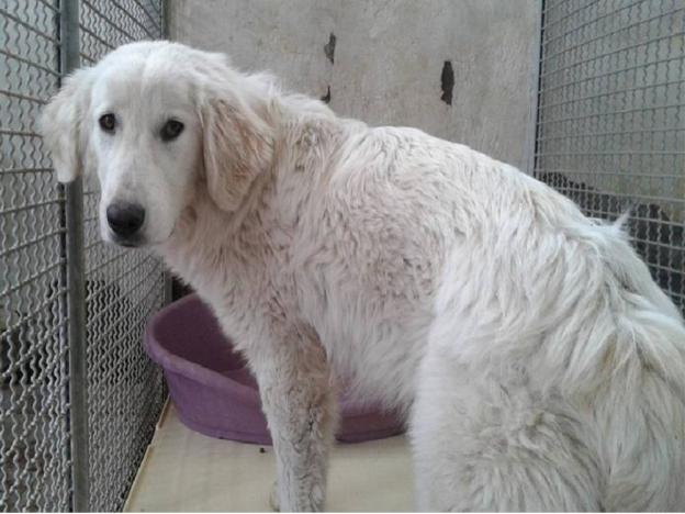 cane_fratello_di_oliver_sanitario_adf