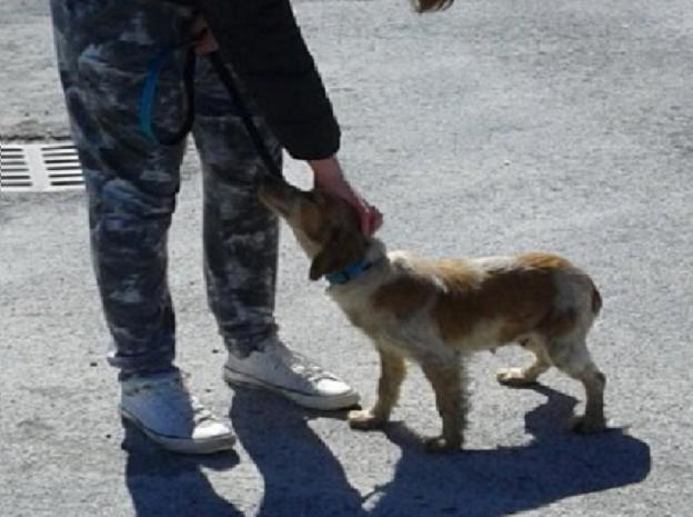 cane_ginger_adottata