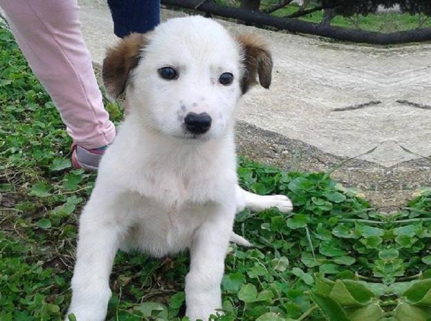 cane_greta_daniela_rossi_raffy