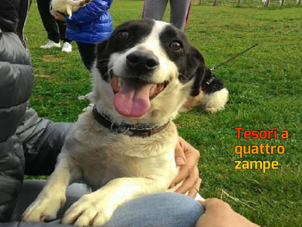 cane_jack_russel_adf-624×468