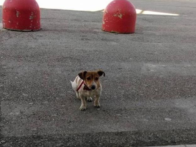 cane_jack_russell_giorgia_valentini