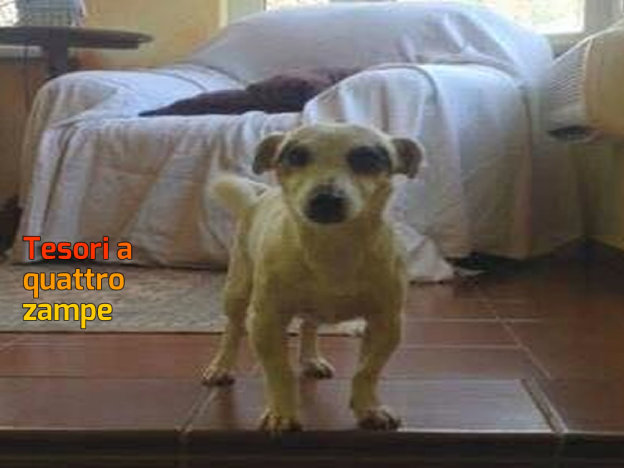 cane_jack_russell_san_giovanni_reatino_matilde_conti