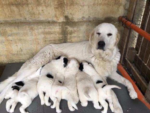 cane_mamma_e_cuccioli_p&f