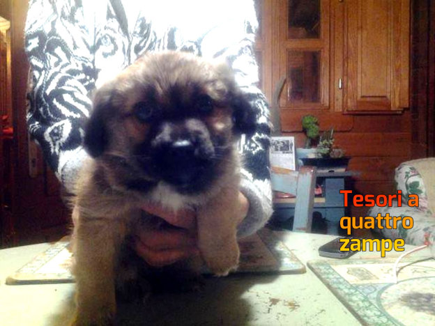 cane_marina_animalista