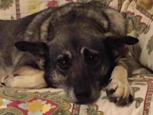 cane_marta_lazio_emma_spagnolo_raffy