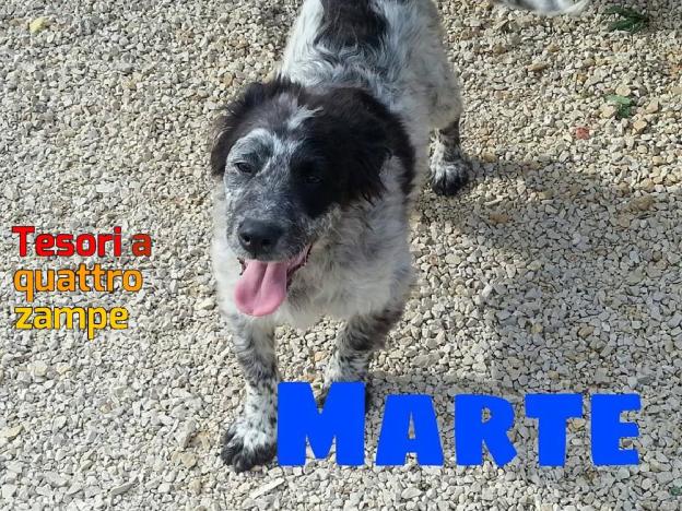 cane_marte_poggio_catino_p&f