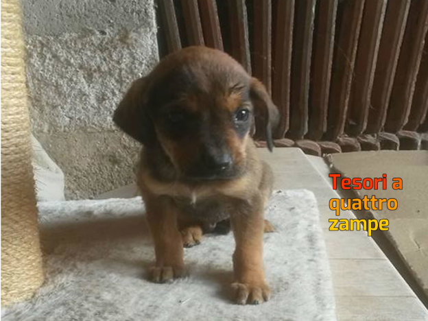 cane_maschio_paola_pepe