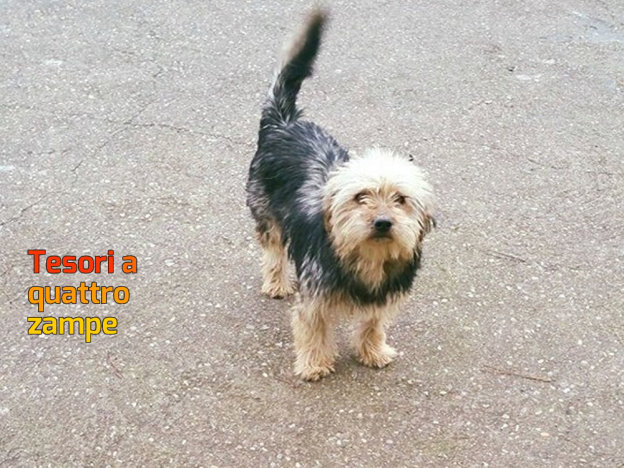 cane_maschio_torri_in_sabina_p&f