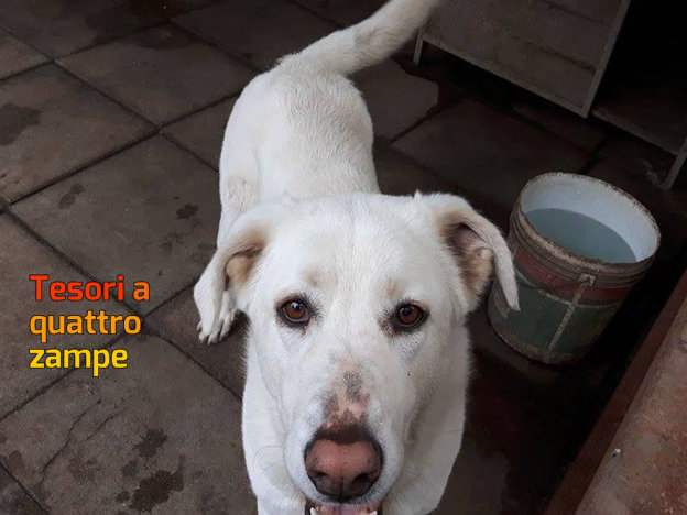 cane_nebbia_imma_mirto
