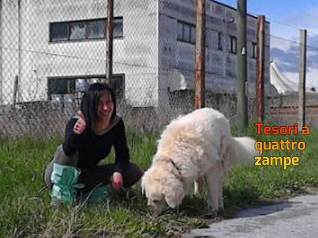 cane_neve_marianna_adf_2