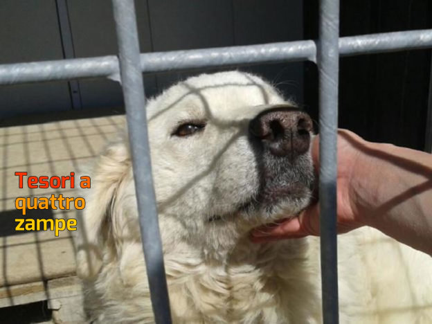 cane_neve_sanitario_adf-624×468
