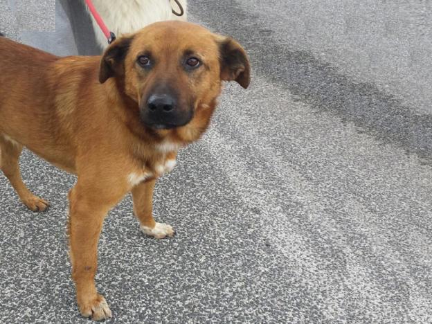 cane_nuovo_marrone_sanitario_adf