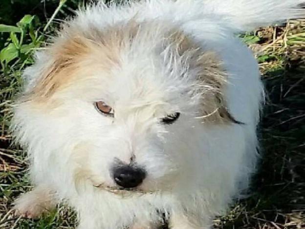 cane_palestrina__marzia_scafetti