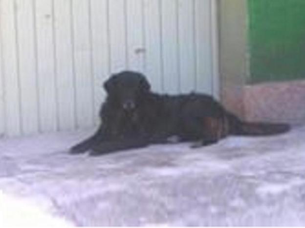 cane_paola_pepe_2
