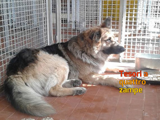 cane_pastore_tedesco_sanitario_amatrice_adf
