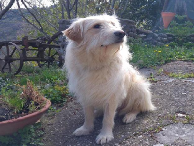 cane_pepito_fox