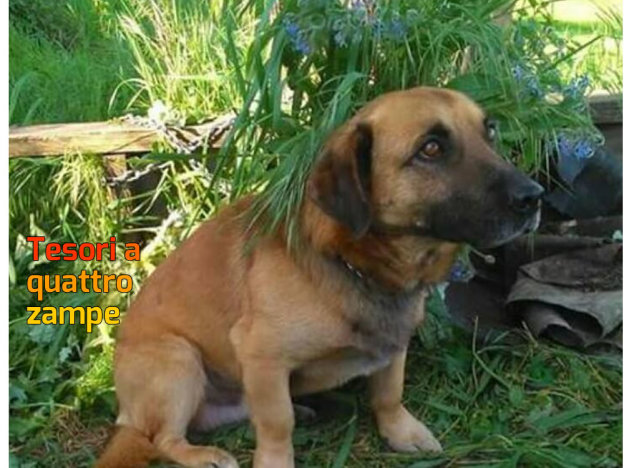 cane_poggio_mirteto_p&f