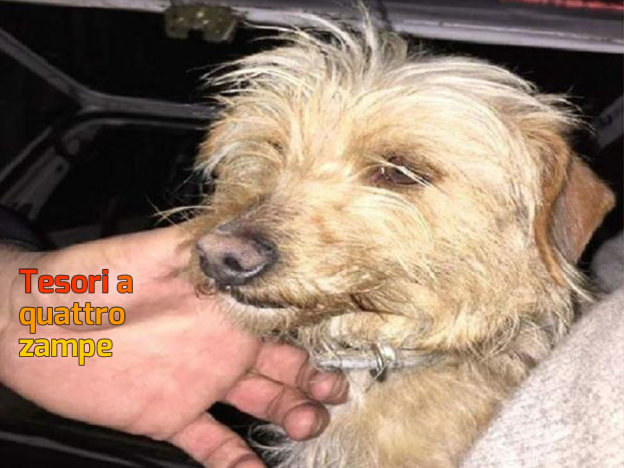 cane_rieti_via_pietro_nenni-624×468