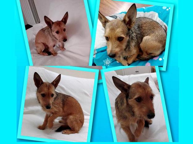 cane_romeo_gabriella_fiaschi_raffy