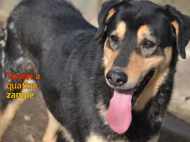 cane_sammy_canche_for_dogs_2