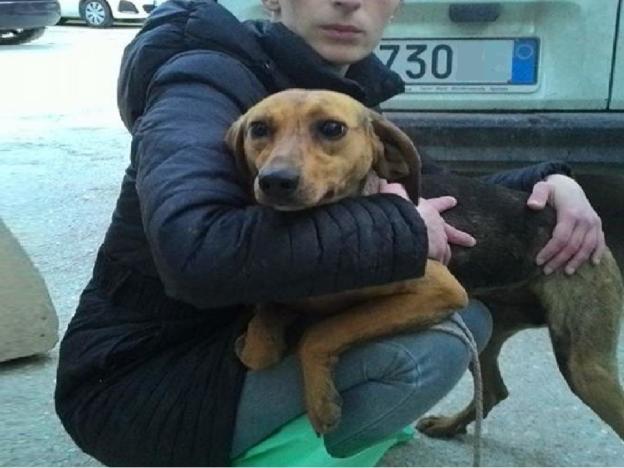 cane_sanitario_2_adf