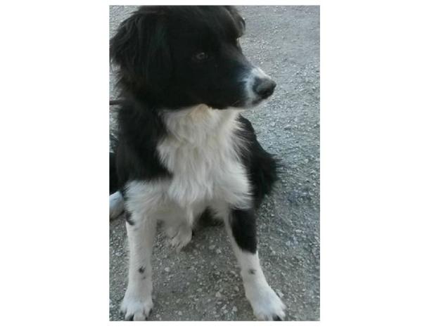cane_scandriglia_sanitario_adf