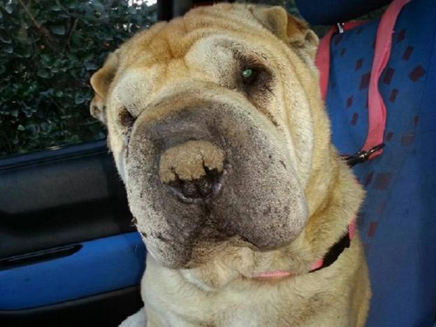 cane_shar_pei_rescue_italia_onlus_raffy