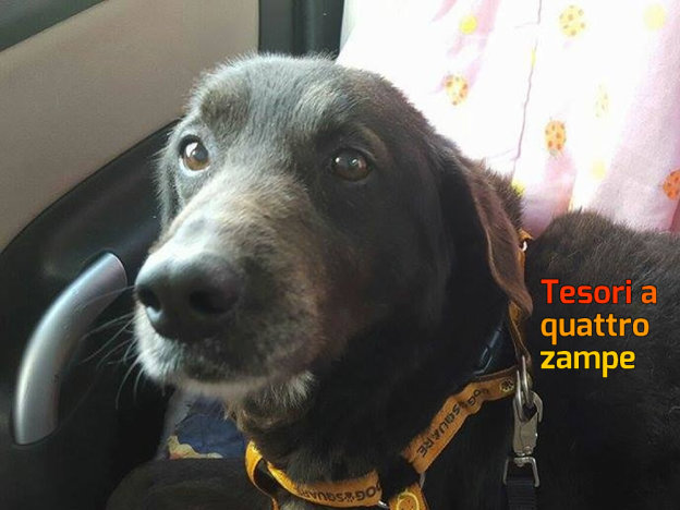 cane_simona_baronessa_de_vivo_raffy