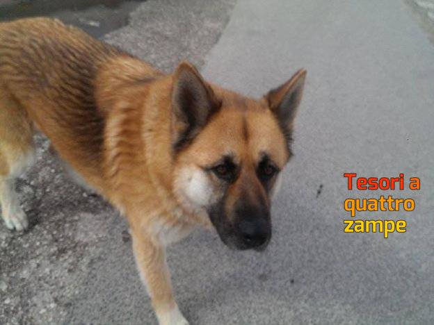 cane_simona_trauzzi_md_rieti_2-624×468