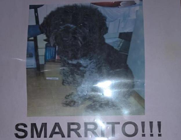 cane_smarrito_toffia_coltodino_raffy_anna_linda