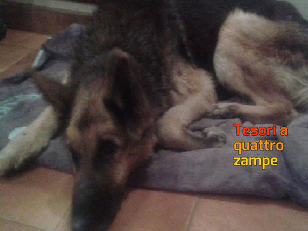 cane_sofia_cerca_carrellino_luisella_benente-1000×620