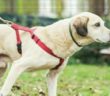 cane_strand_margherita_mariani_simona_trauzzi_