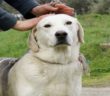 cane_thor_eleonora_ricci_raffy_