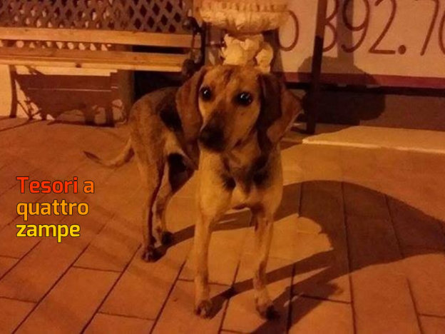 cane_vazia_elisa_agnesi_segugia