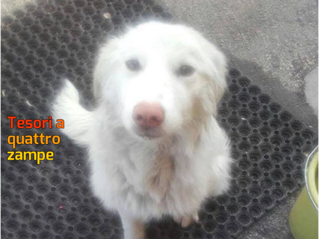 cane_via_tancia_sara_serilli