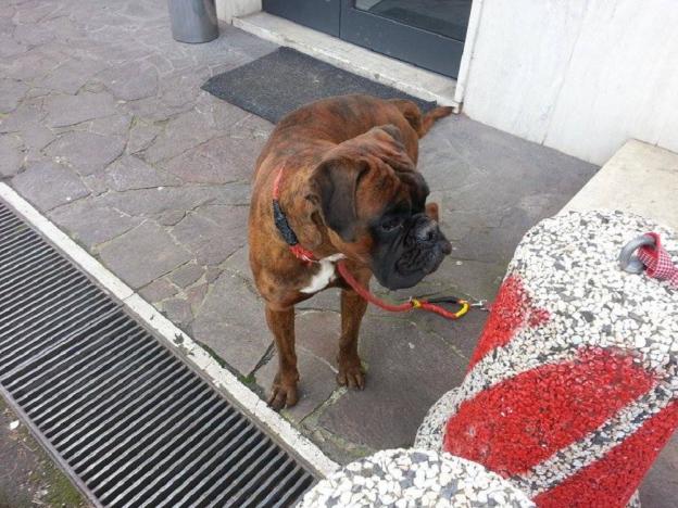 cane_villa_reatina_sara_carosi_boxer