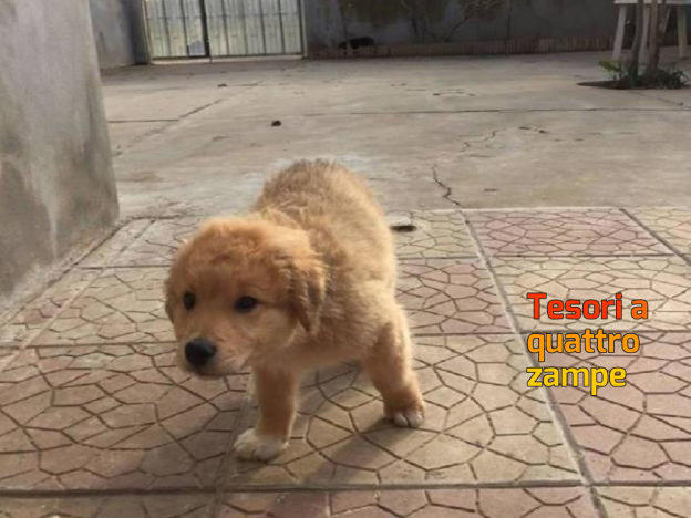 cane_winnie_maria_antonietta_catania-624×468