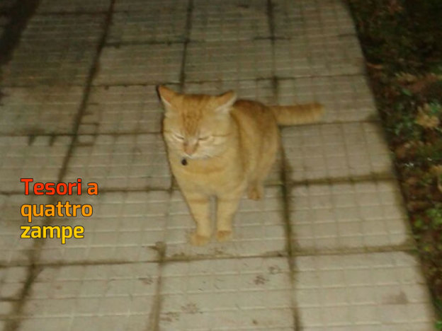 gatto_campomoro_paola_corradini_3