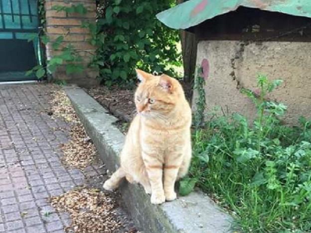 gatto_gatta_kitty_piazza_tevere_raffy
