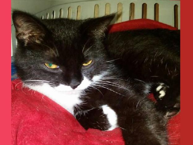 gatto_gattile_terni_raffy