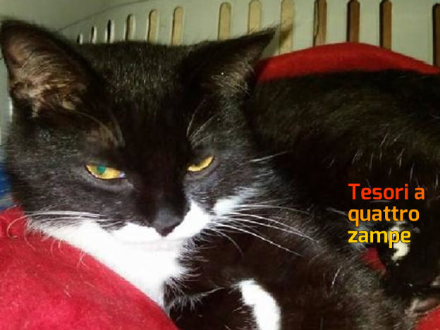 gatto_gattile_terni_raffy