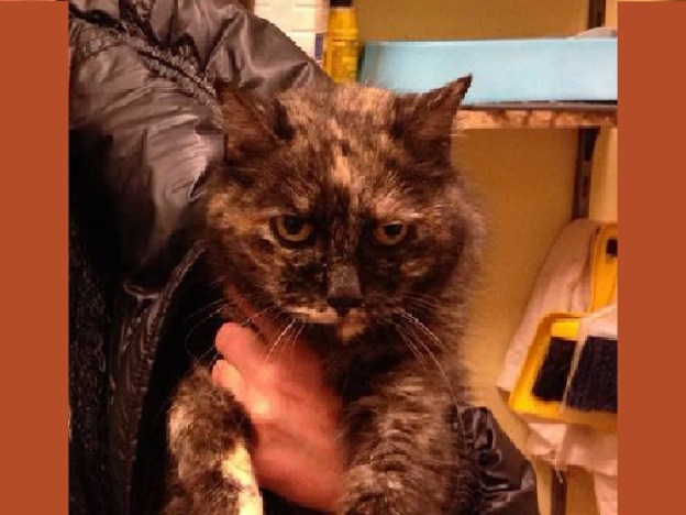 gatto_ginger_nadia_panarese_raffy
