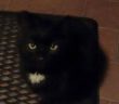 gatto_nero_p&f_