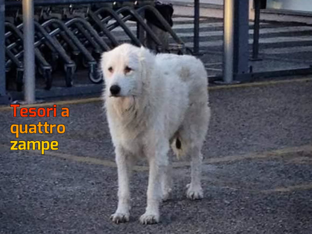 cane_MD_p&f