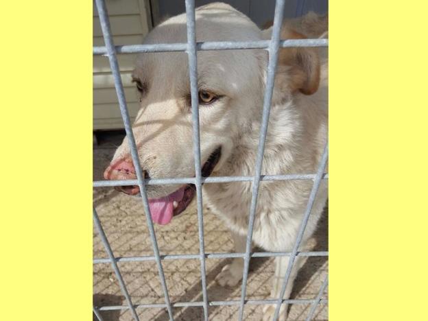 cane_accalappiato_san_giovanni_reatino