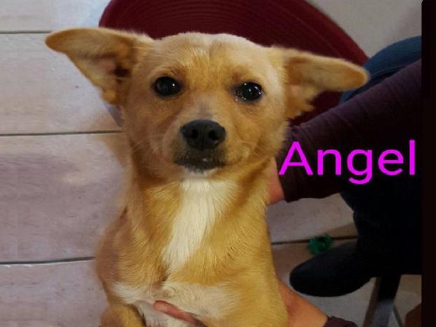cane_angel_lidia_goglia