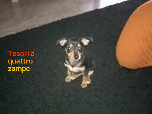 cane_ariel_guendalina_vendramin