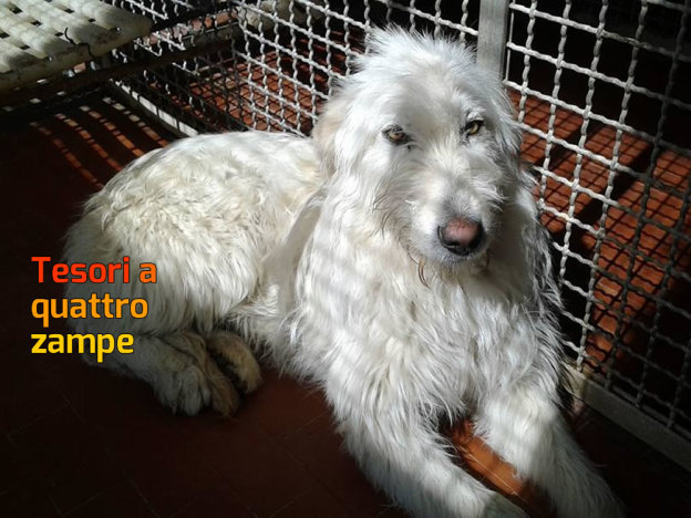 cane_bia_morto_sanitario_adf