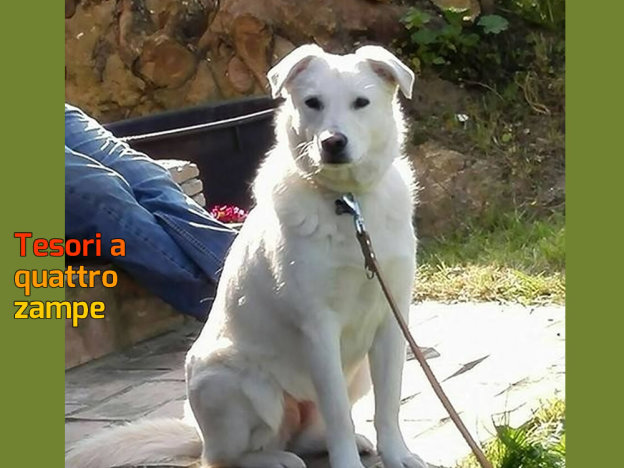 cane_bianca_p&f